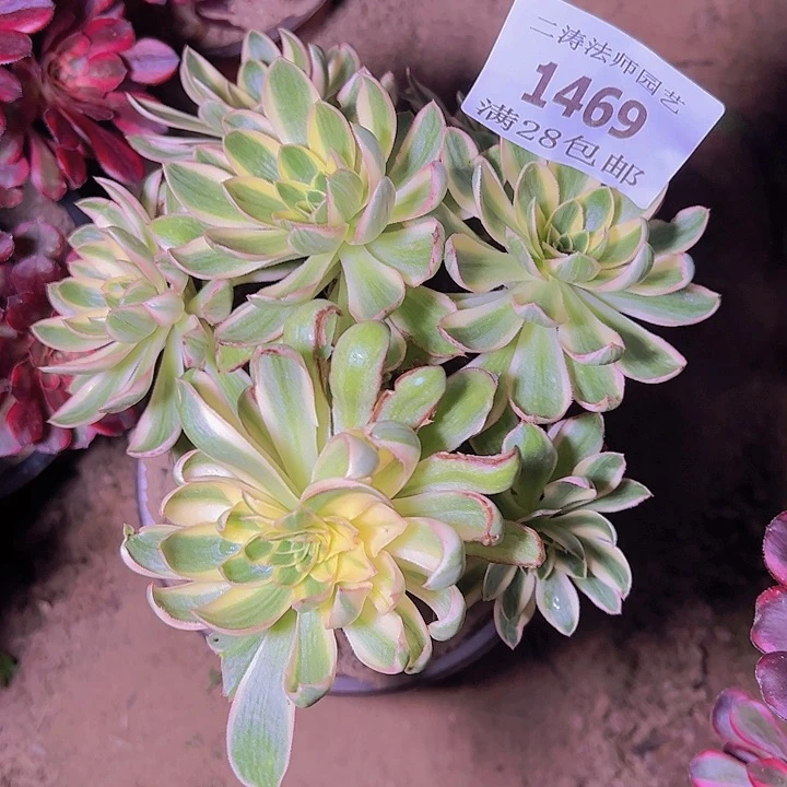 1469青莲多肉植物2号