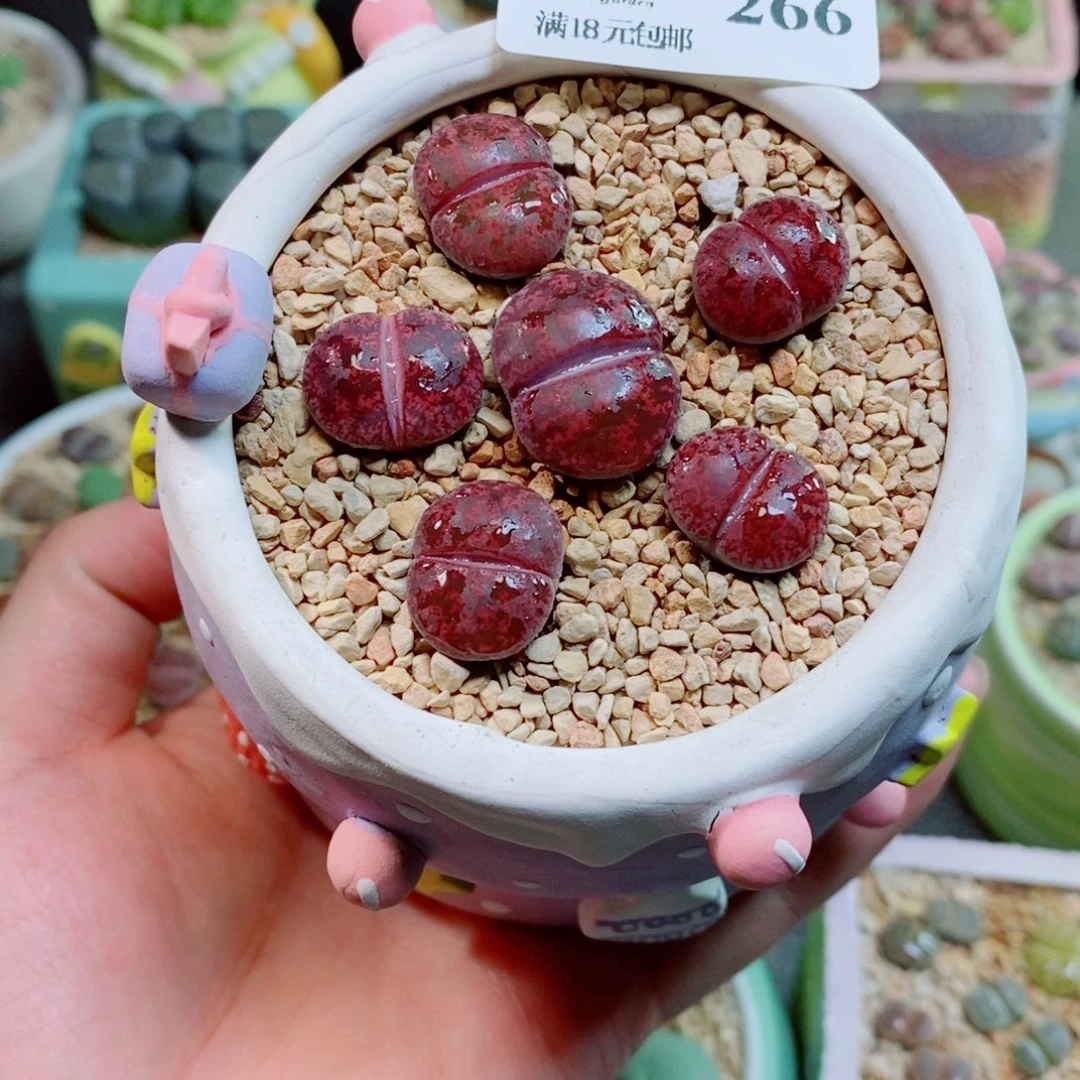 生石花花花花花花花266