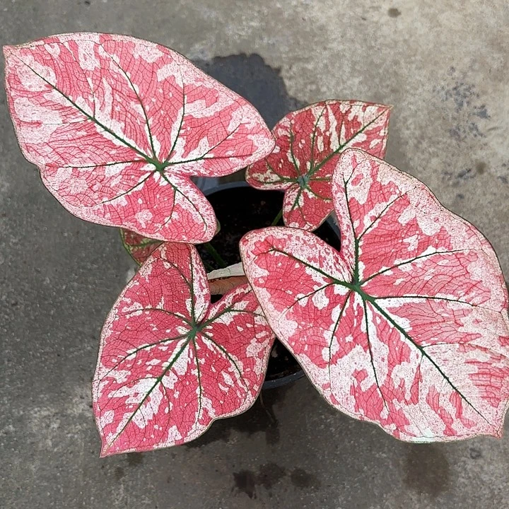 72-1230心跳广东现货