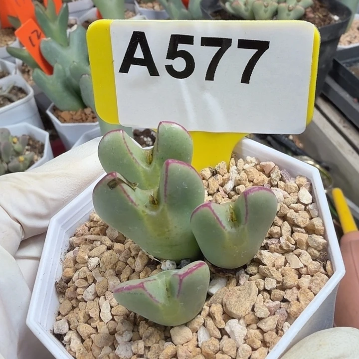 用***9577nnnnnnjbbbbhbbbbbbbbbbb