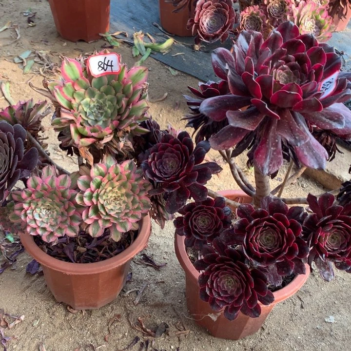 不包损863.864号红金刚糖果粉黛