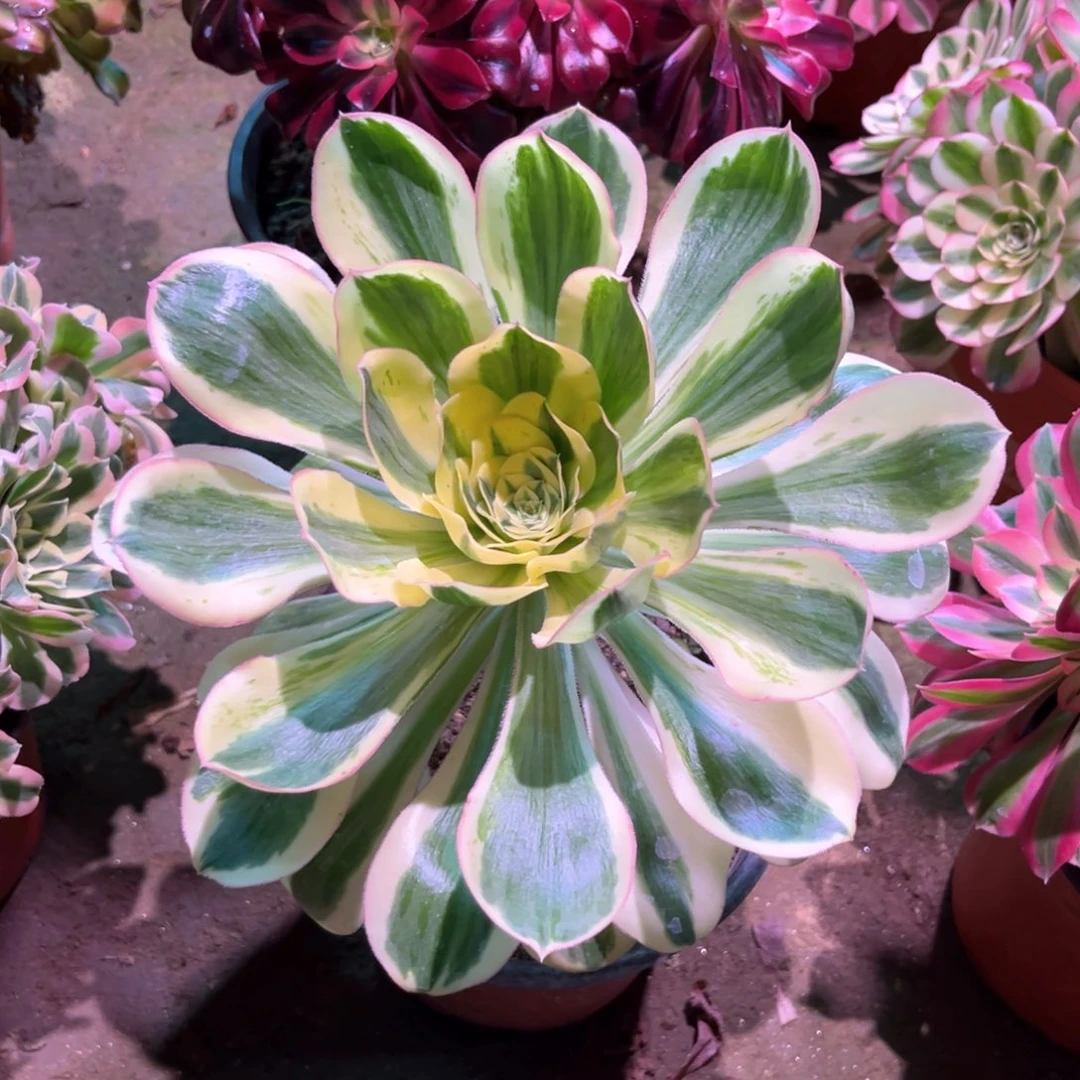 多肉植物燕姿1165