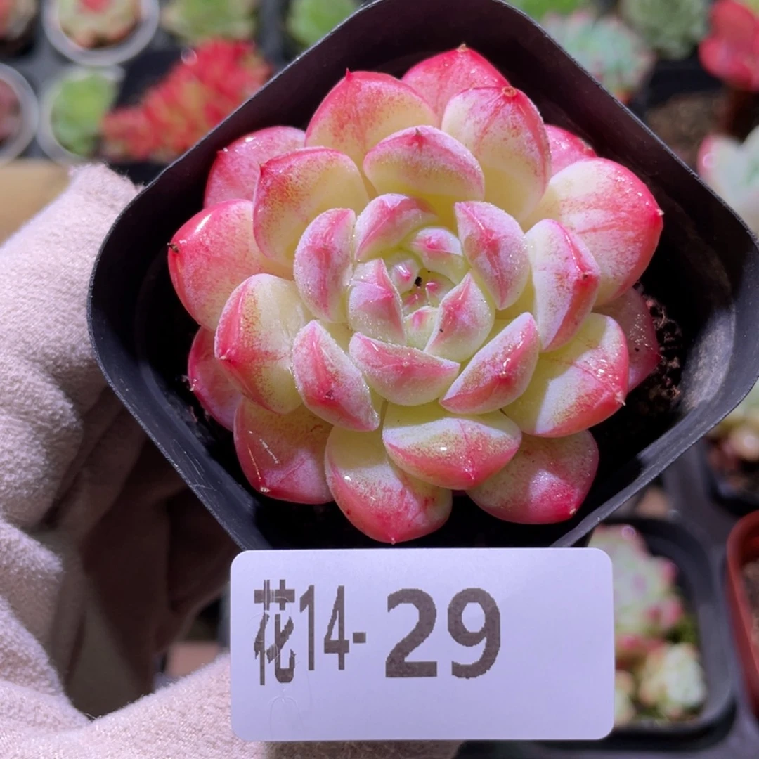 花利美14-29白桃汽水