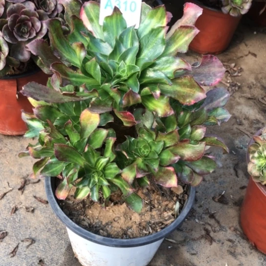 小****无花朵魅影七彩法师多肉植物310号