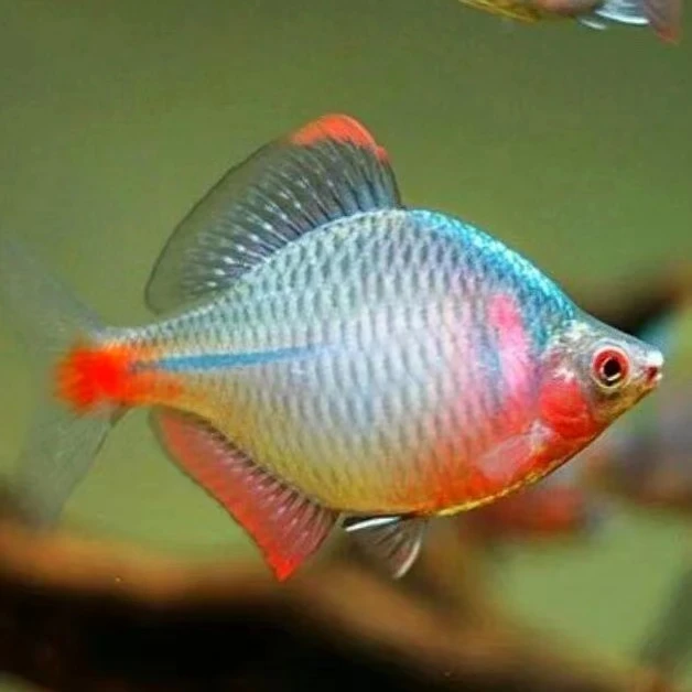 好养淡水高体七彩观赏鱼冷水养殖活体小型鱼苗原生小鱼鳑鲏鱼