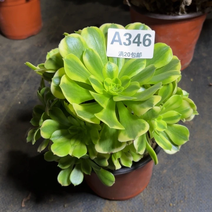 瑞妈，，，。。。346金丝翡翠，