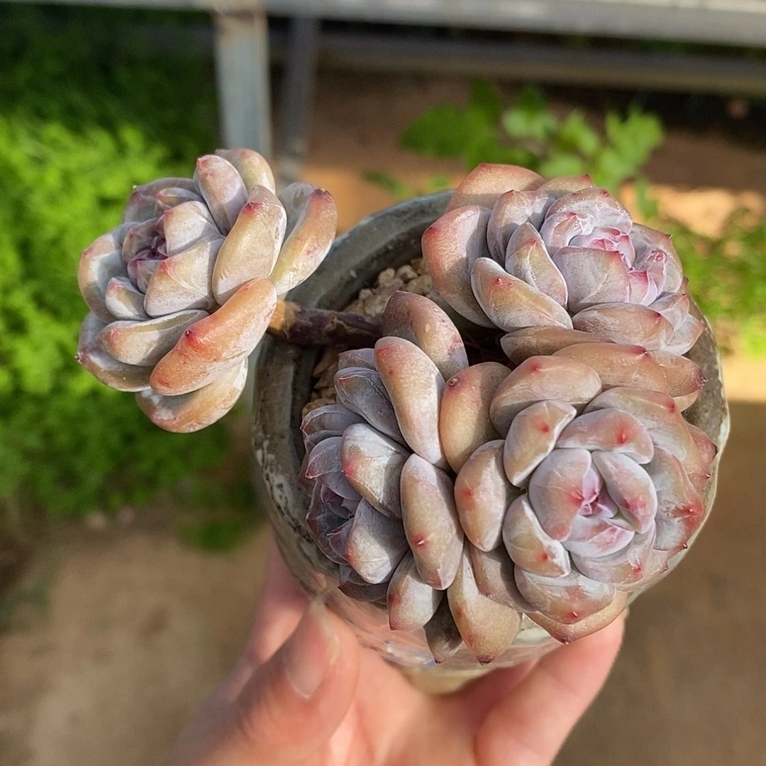 五头模特飘枝胖子
