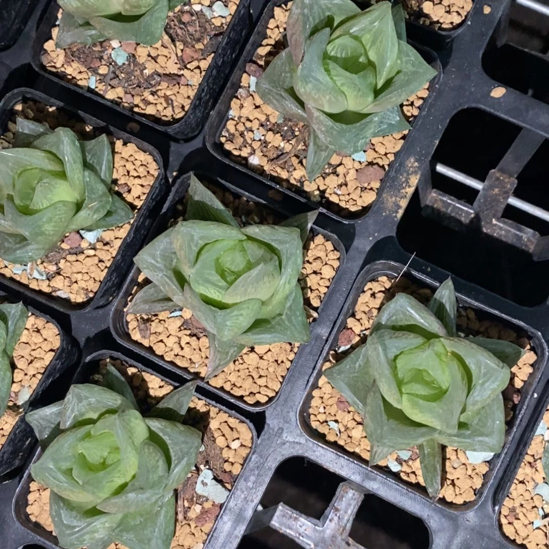 1915 一颗水蜜桃 高货 超级福利