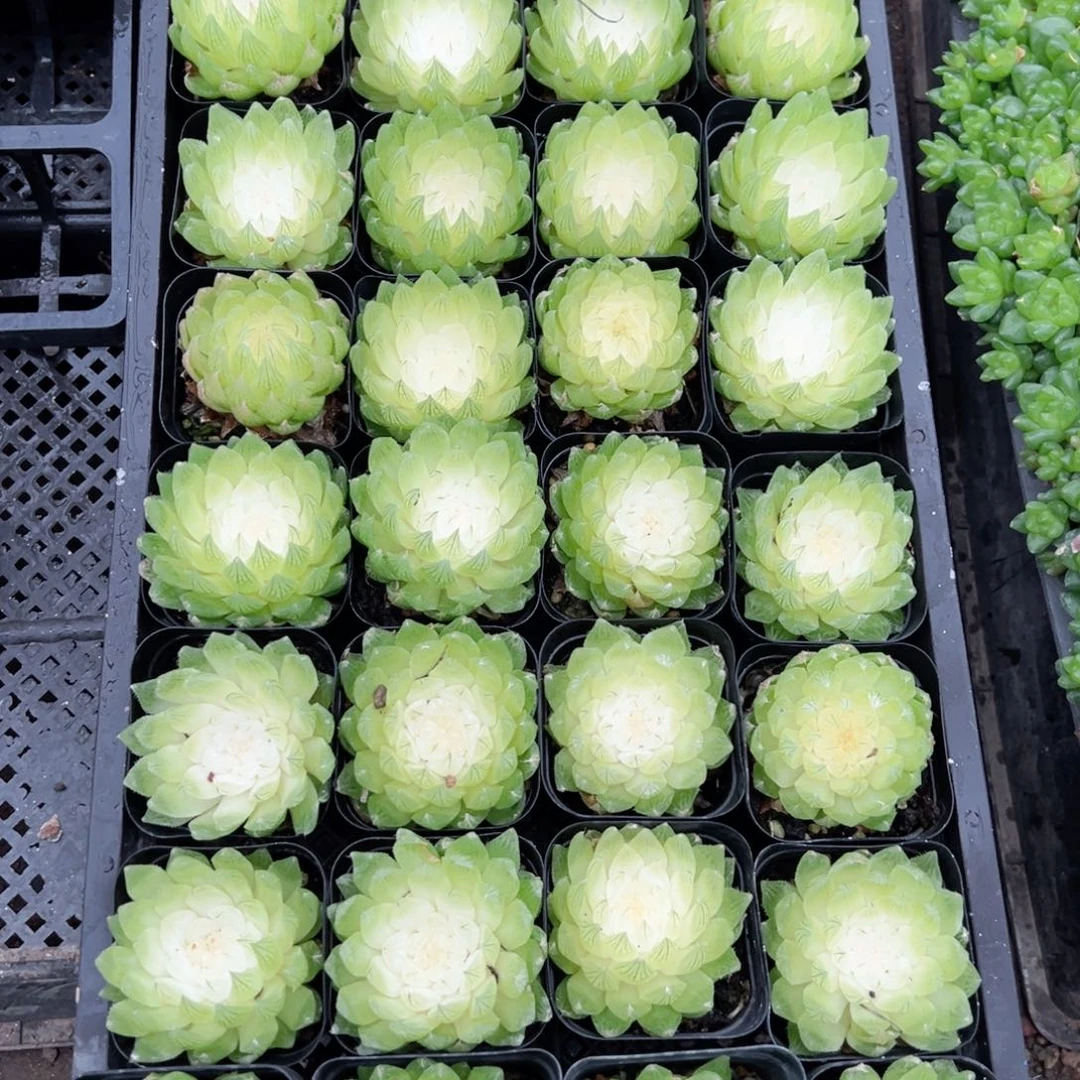 白莲花多肉植物一颗多肉
