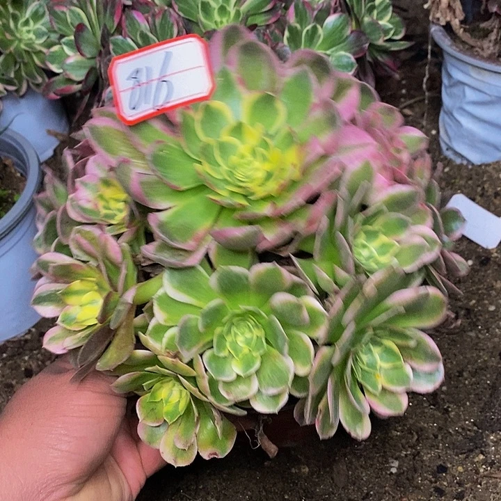 海王老桩捧花816号楼号