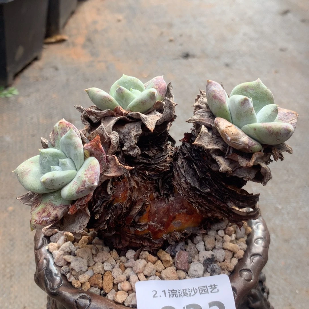 黑*个体，2月8日发货多肉