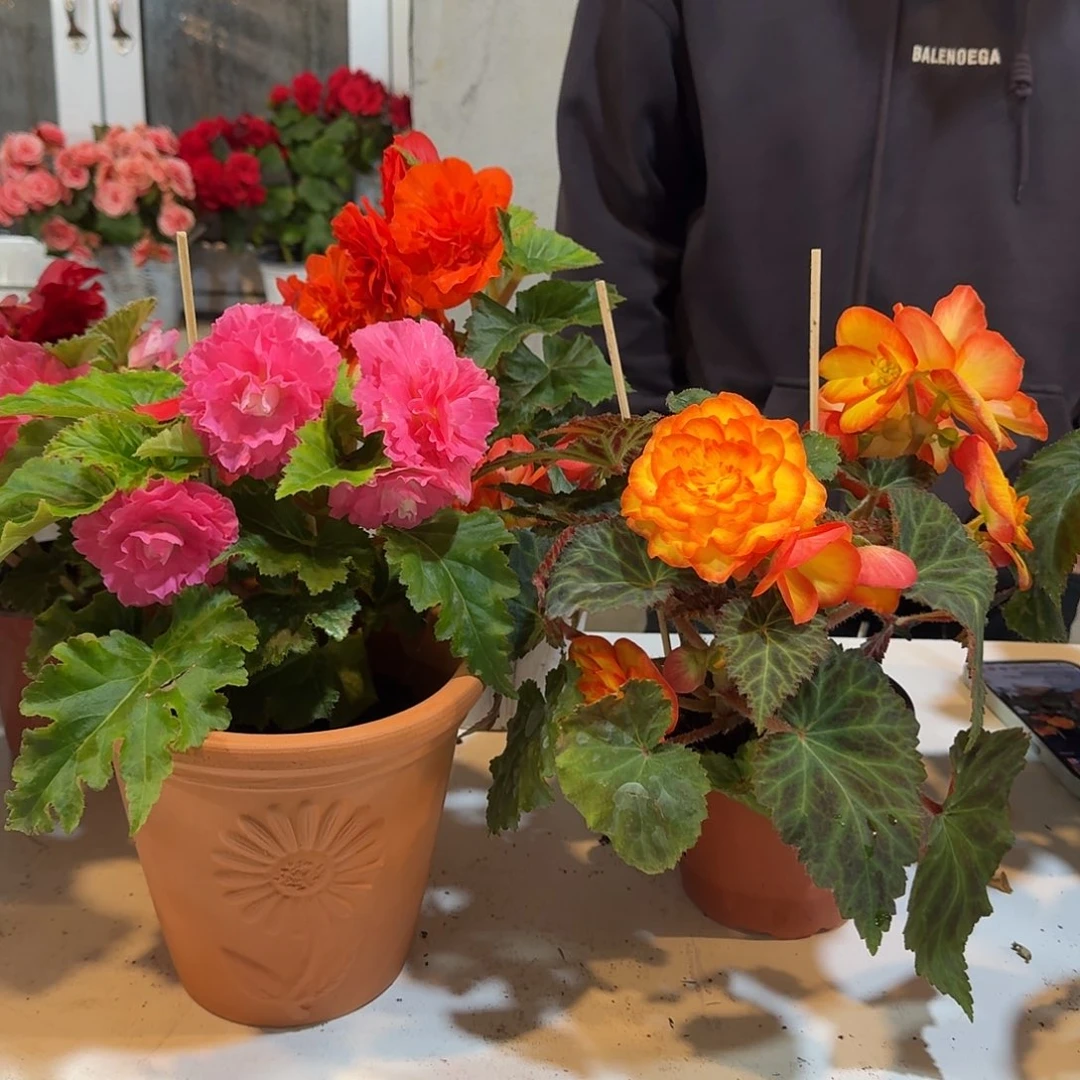 绿叶粉➕火焰掉花折叶正常介意勿拍不拍保温冻死不售后