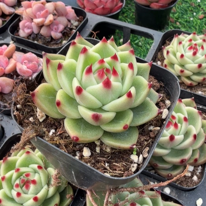 蓝龙。