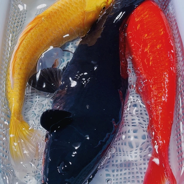 海水鱼锦鲤观赏鱼35