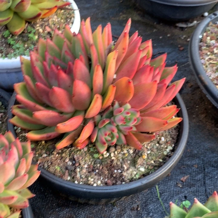 美肉特价活动开始了