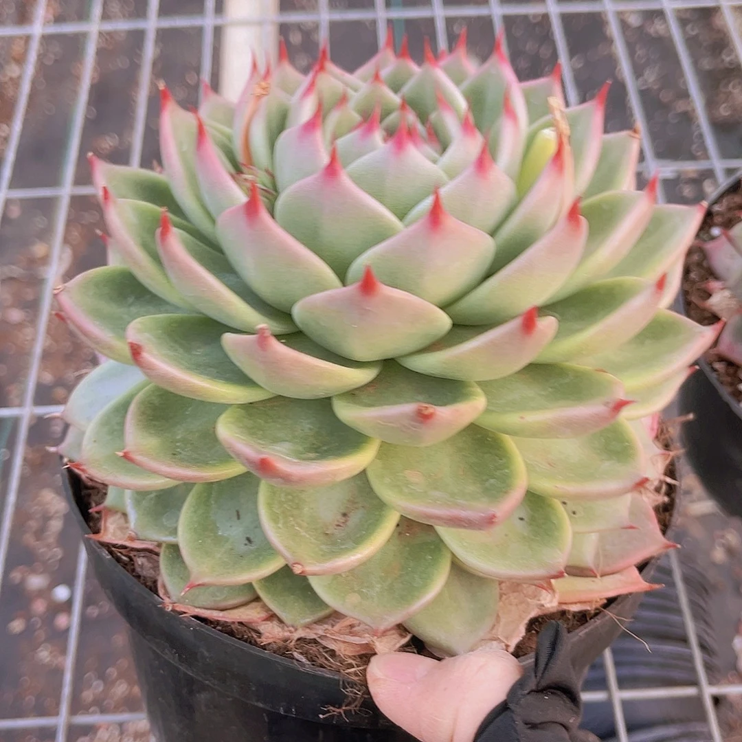 托斯卡17公分899999999998