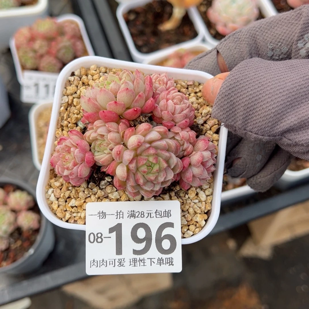 绿心羊脂球多肉多肉多肉多肉