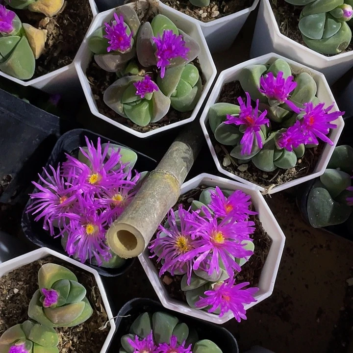 无比玉3.8带盆土