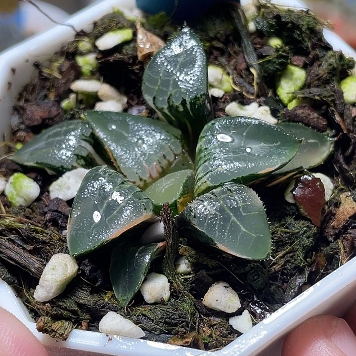 497冰河锦特选福利