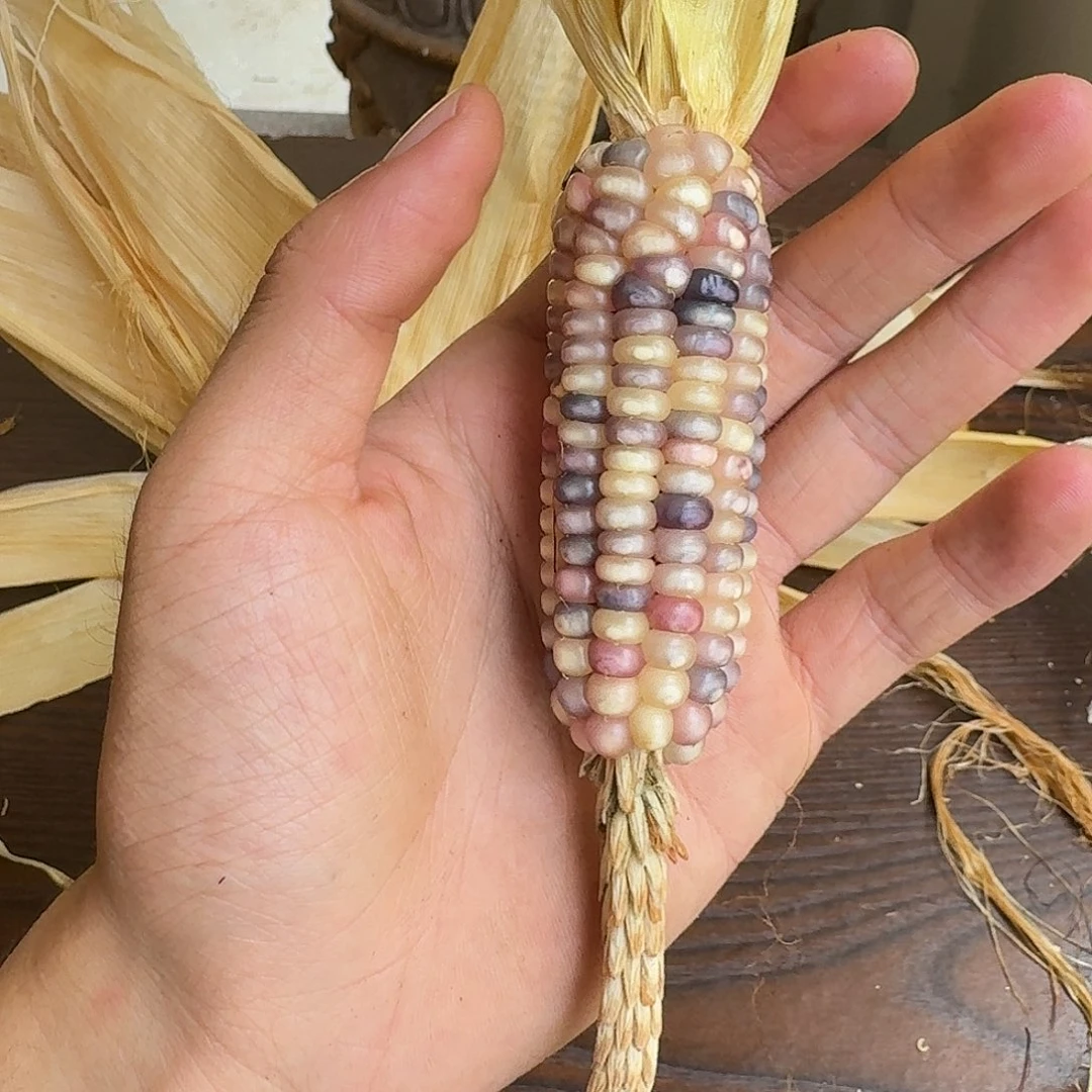 时***对柏香籽/百香籽吊坠