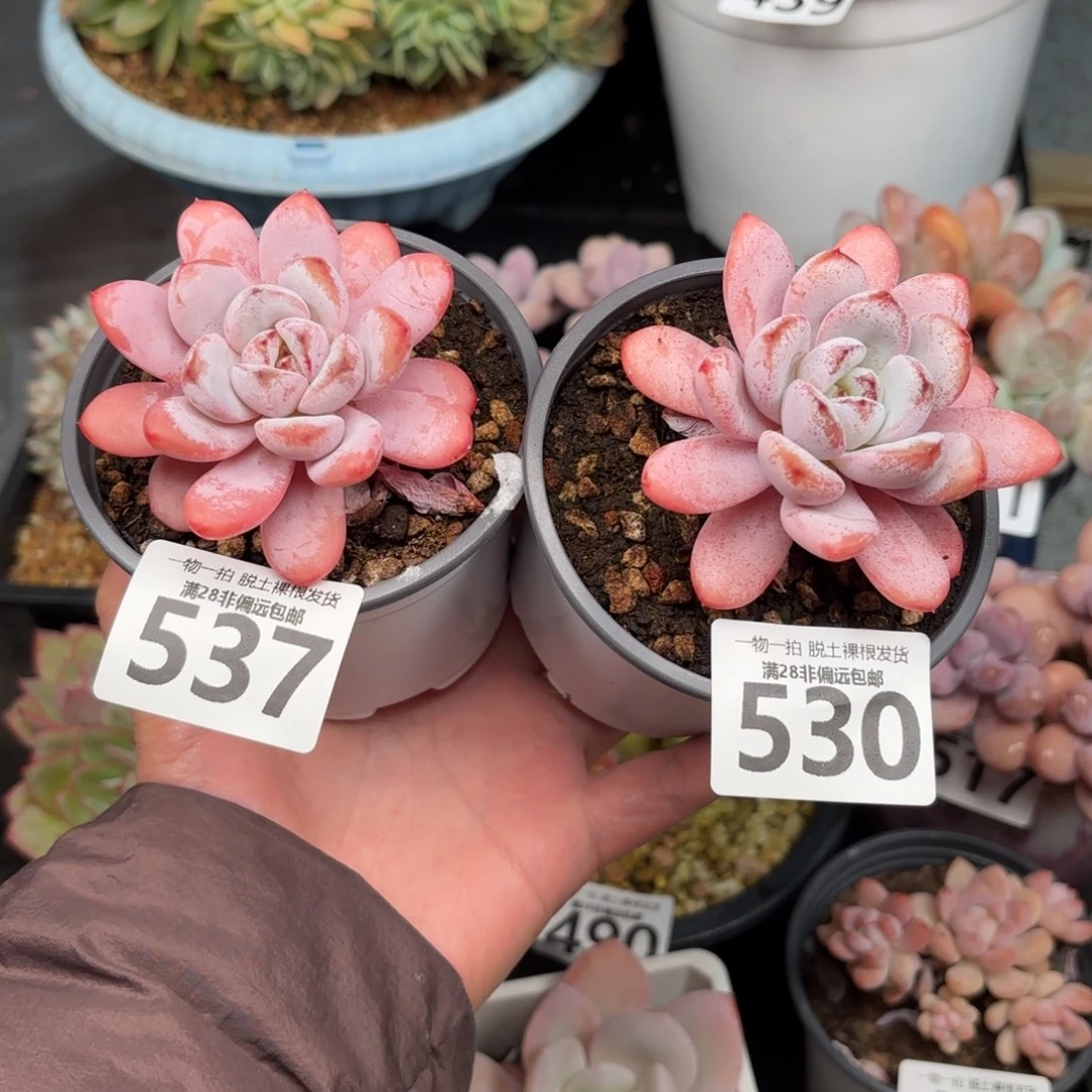 开***果星星雪单头530  537两棵