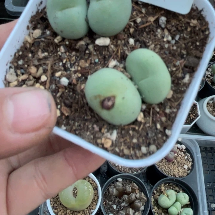 完全开放475鸽子蛋母本带盆llllll