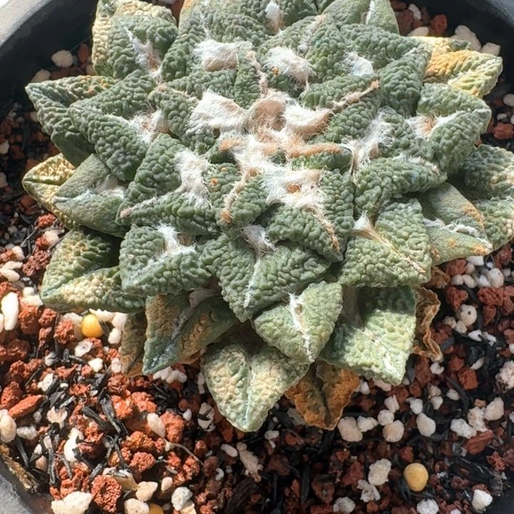 坦****场黑牡丹自跟仙人球