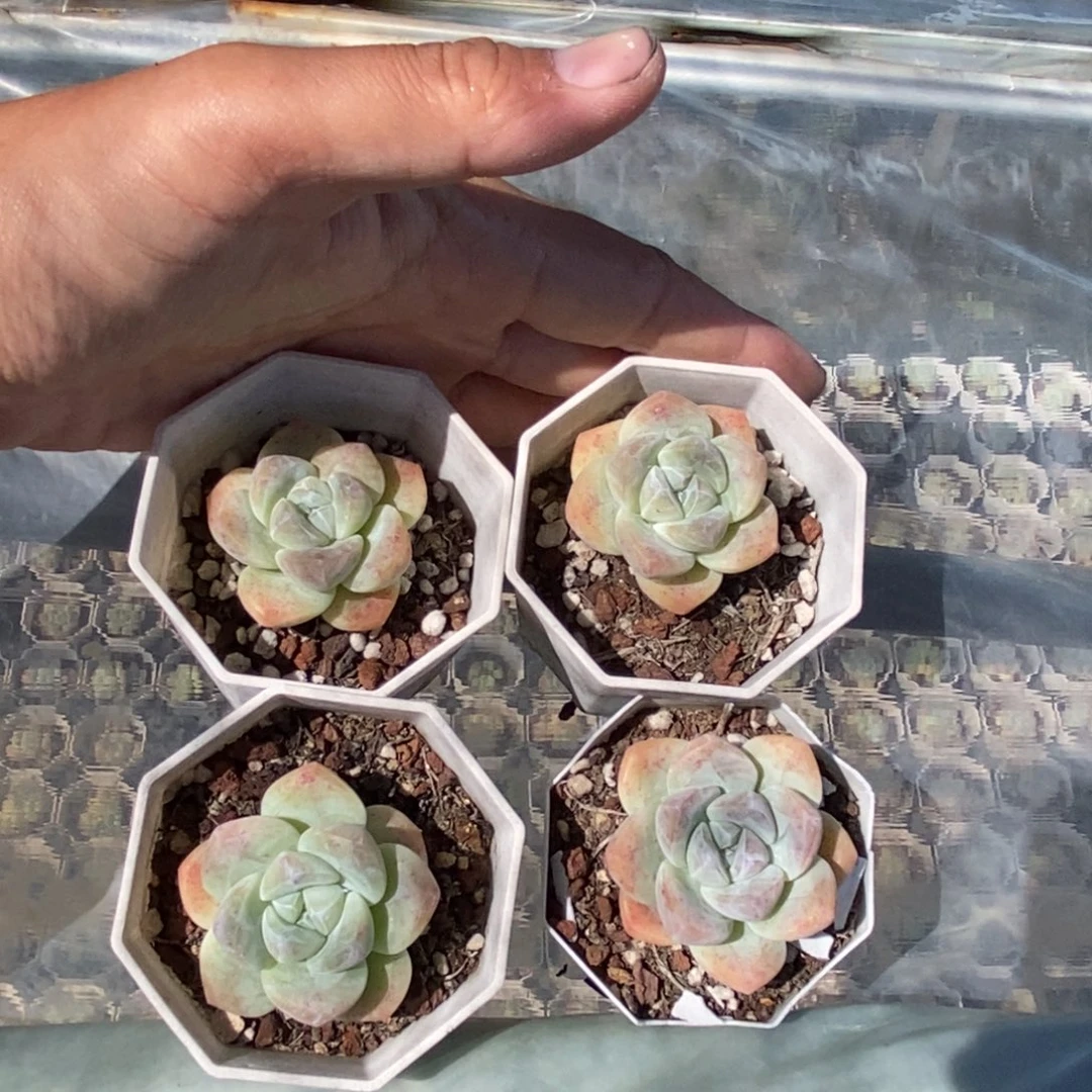 冰玉单头到手2颗量拍多肉