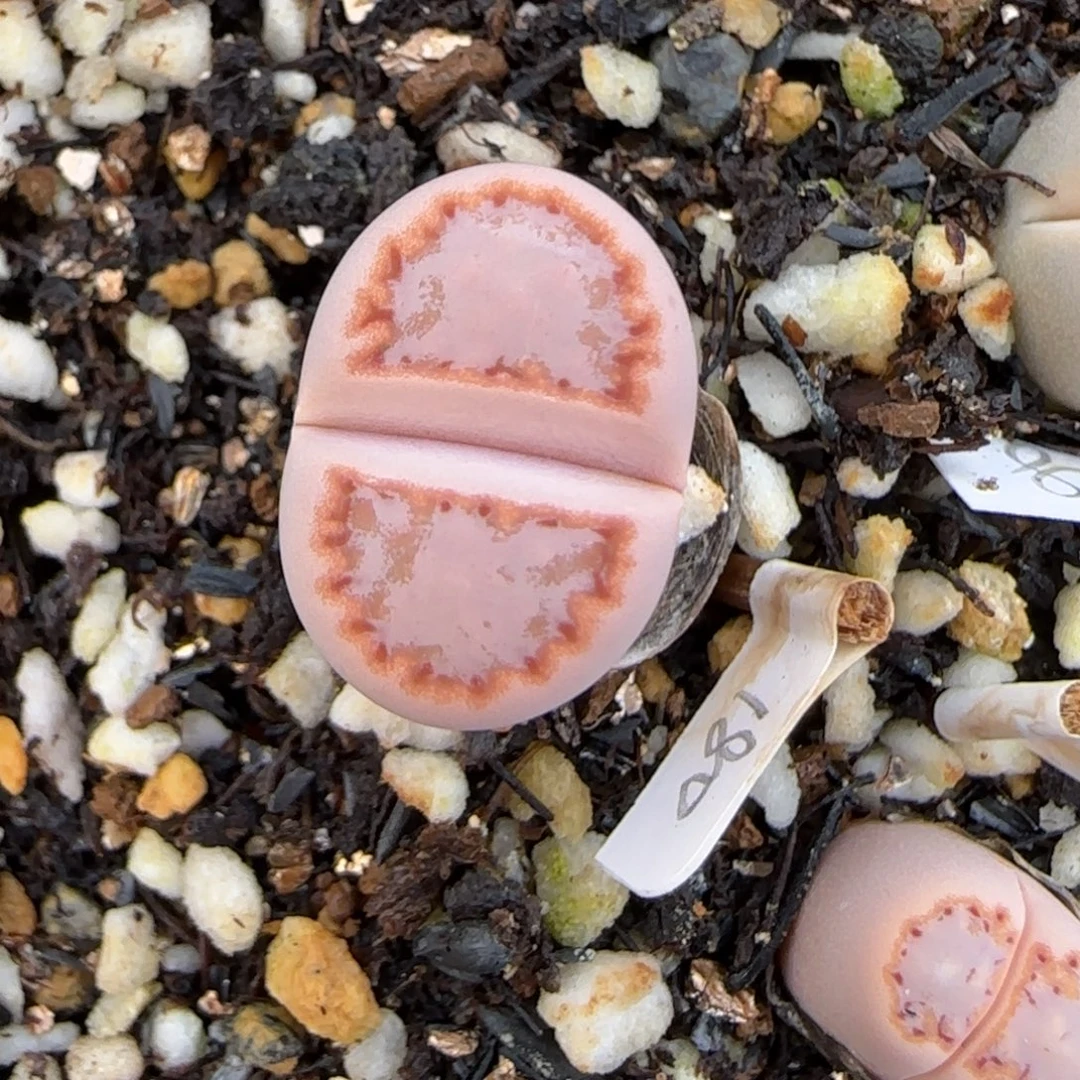 小***栗12.19.c216饼干.9054