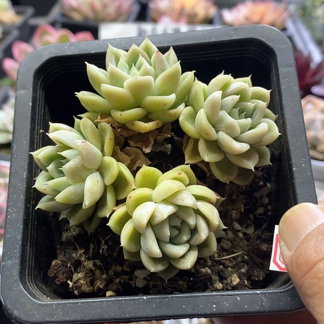 2189艾莎群多肉植物