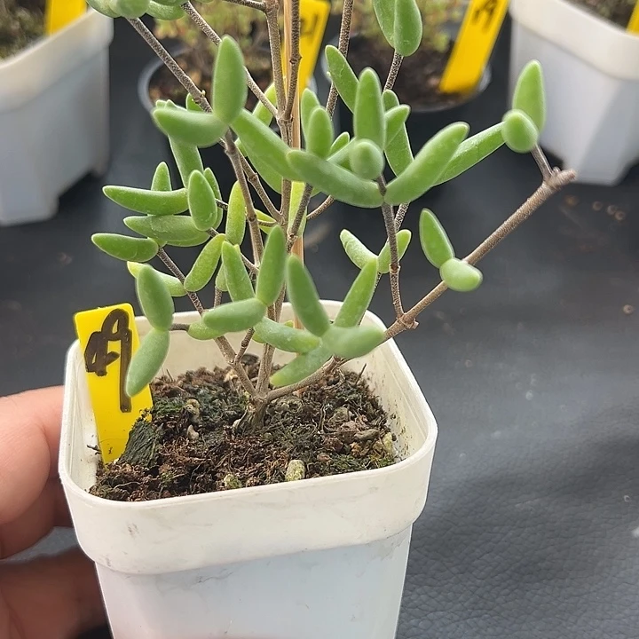 49号香蕉一物一拍