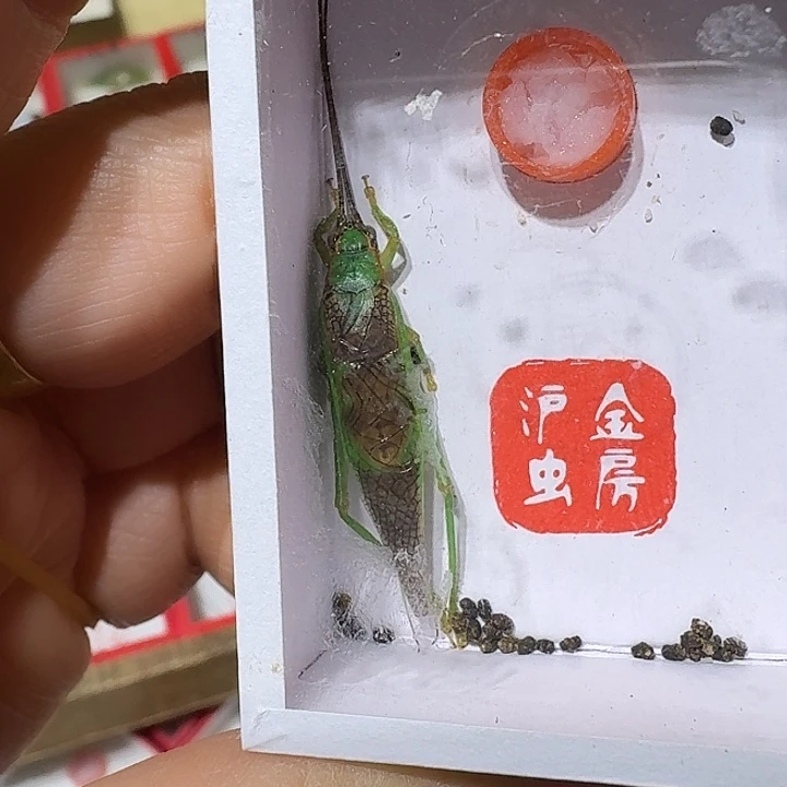 蟋蟀霍氏片蟋长须一只