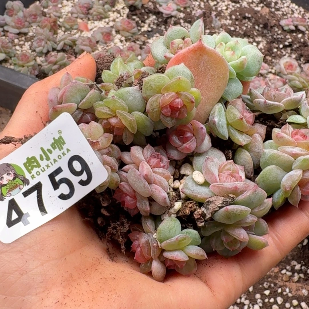 暖****多肉植物多肉植物