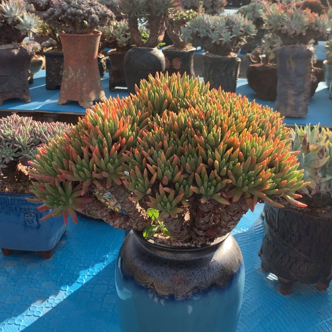 啊**啊海瑟杂换维金斯补差价，多肉植物