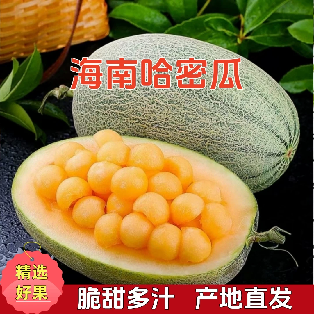 【脆甜多汁】海南哈密瓜脆甜多汁当季应季水果产地直发
