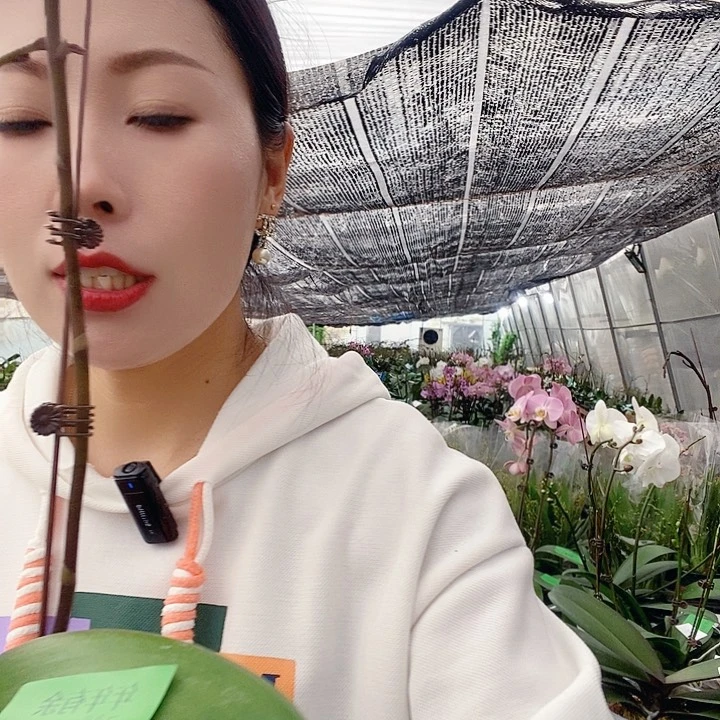 无花朵年年有余蝴蝶兰