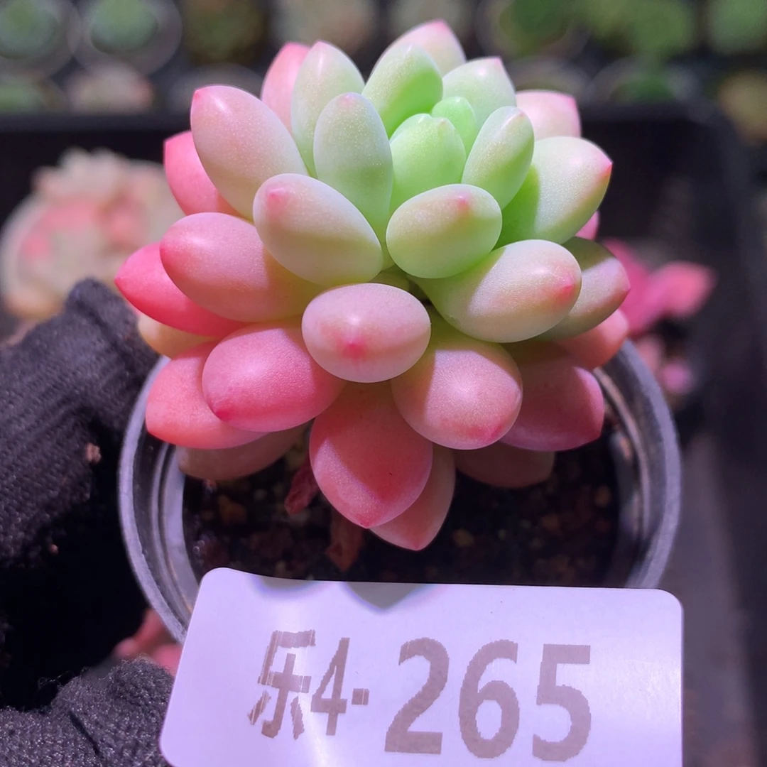 乐然 4-265 洛可可