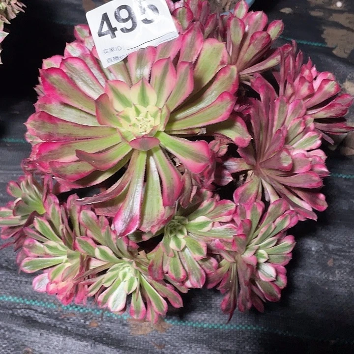 495红铜湖法师3-14花花