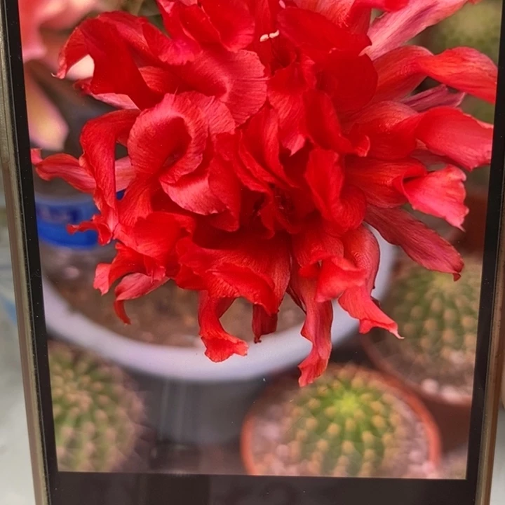 彩草红卷有气根侧芽2公分左右