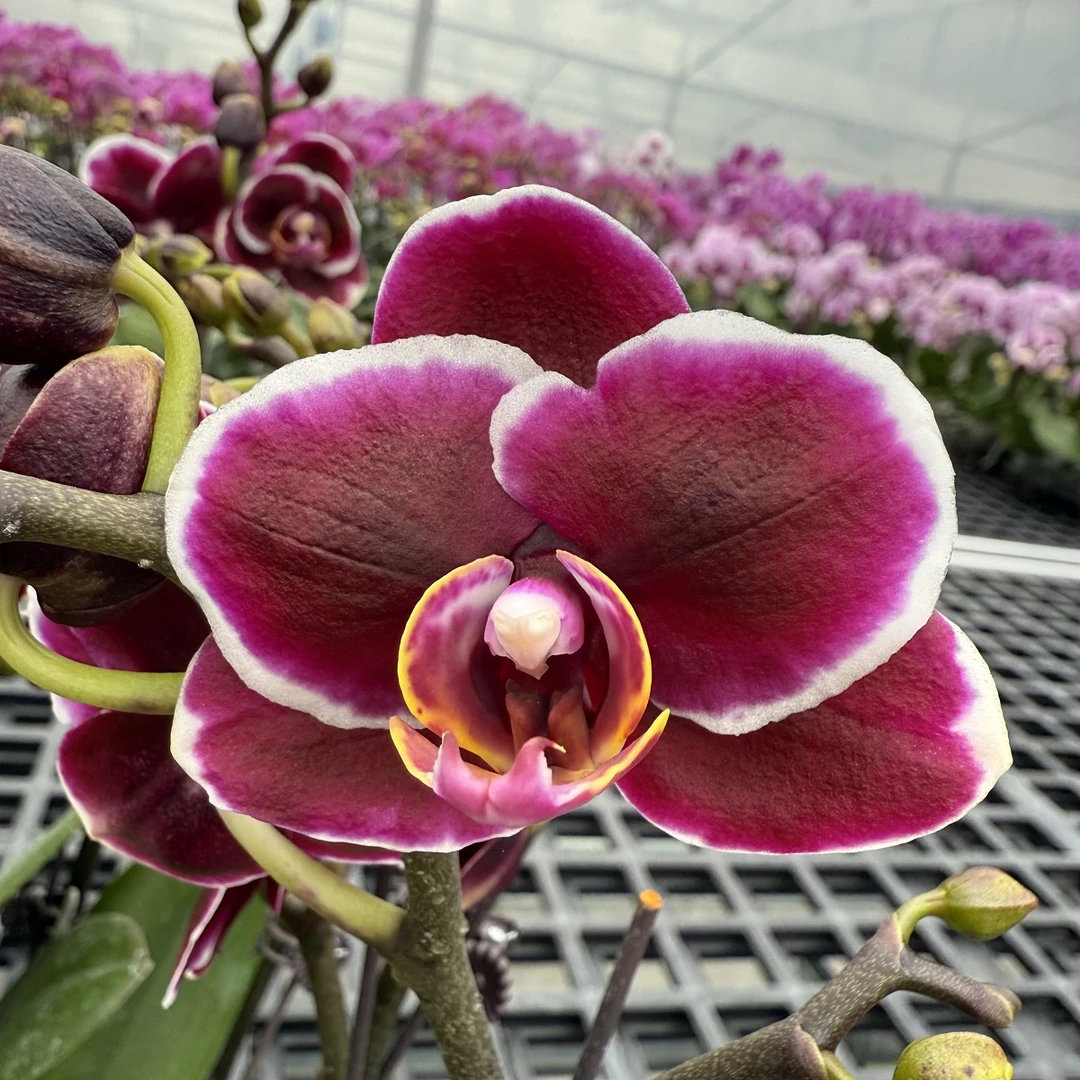 【三和王子】蝴蝶兰花期长耐养源头基地直发送人送礼首选