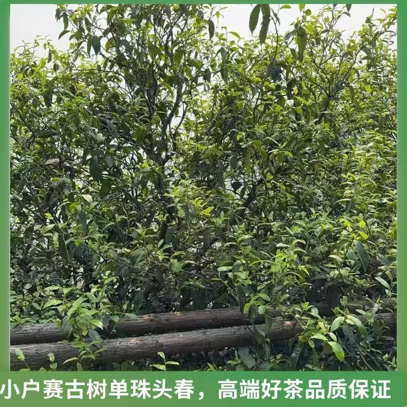 2025年小户赛古树单珠头春散茶