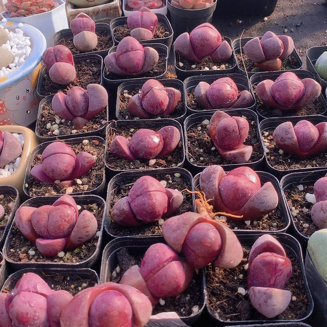 紫元宝23467889000000