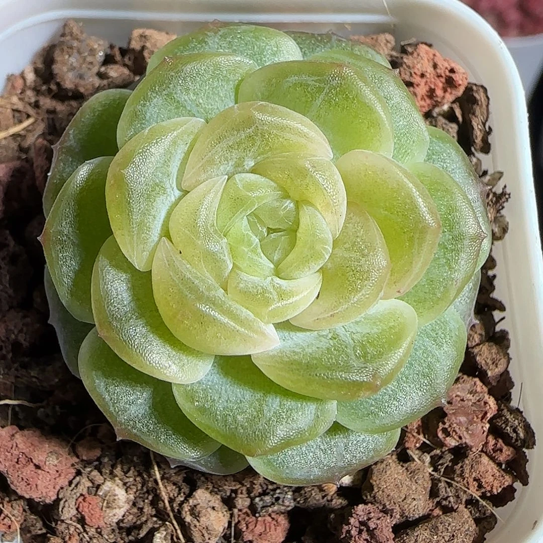 多肉1218-35无尽灯