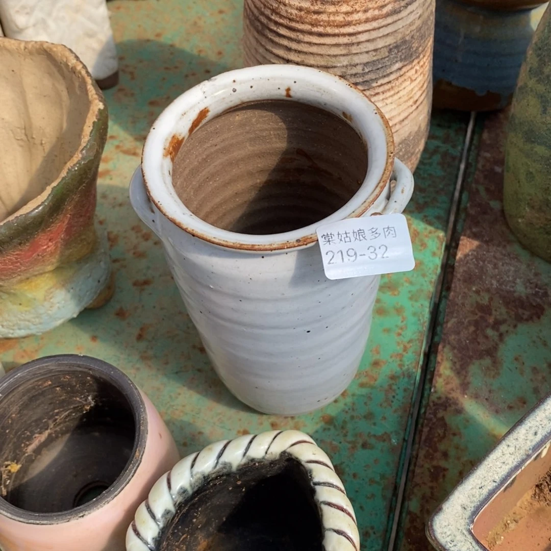 红陶时**雨32号多肉盆一个呀