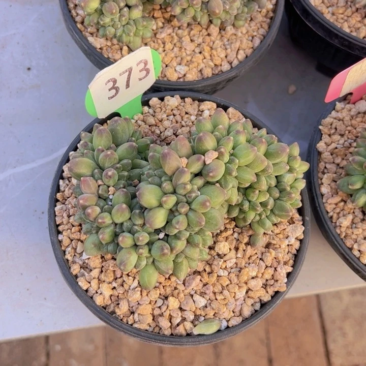 M*健健康康平平安安多肉植物