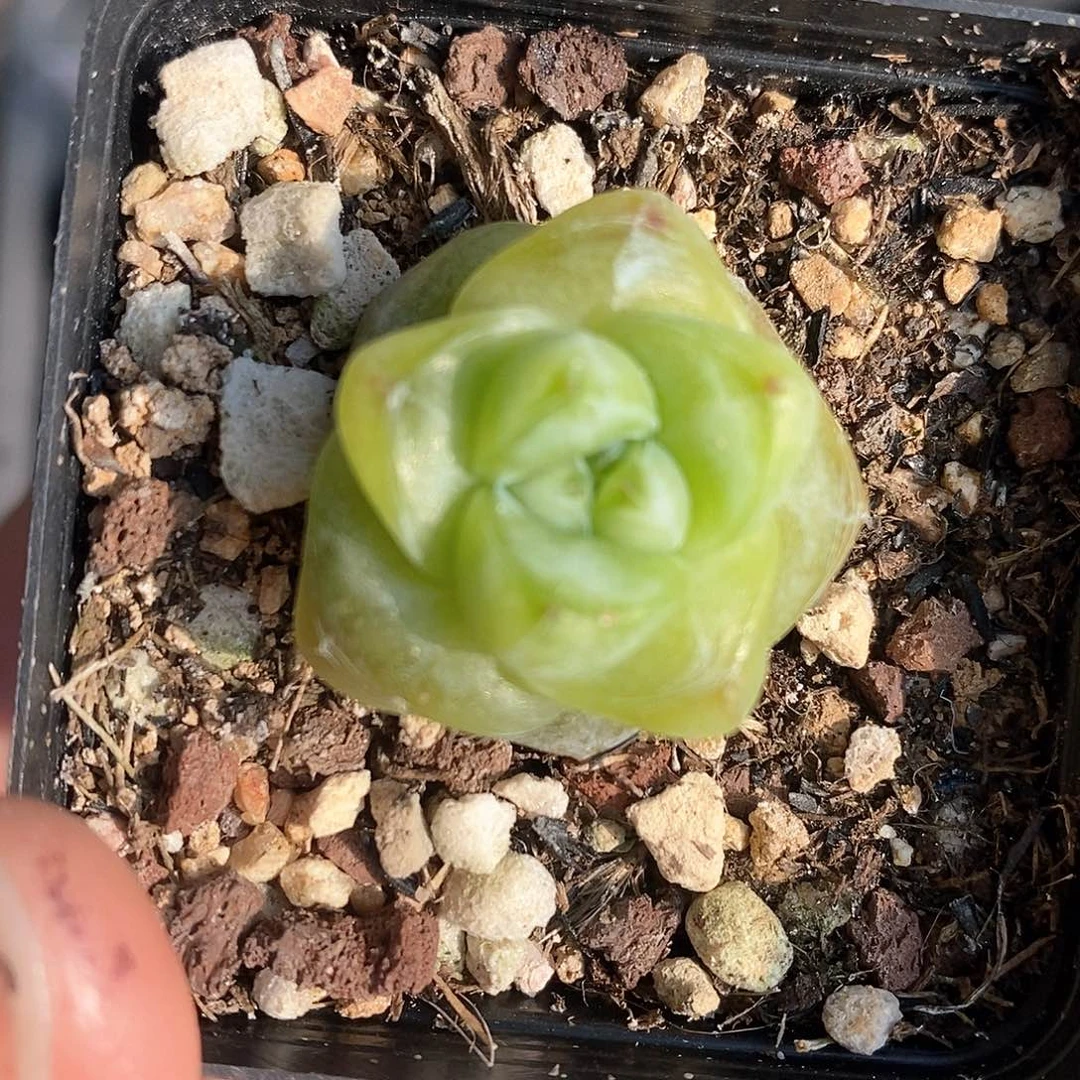 响当当啊哈好的哦哈哈