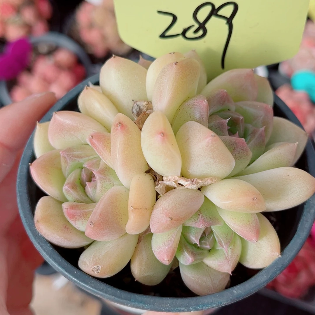 289号小老桩珍妮群