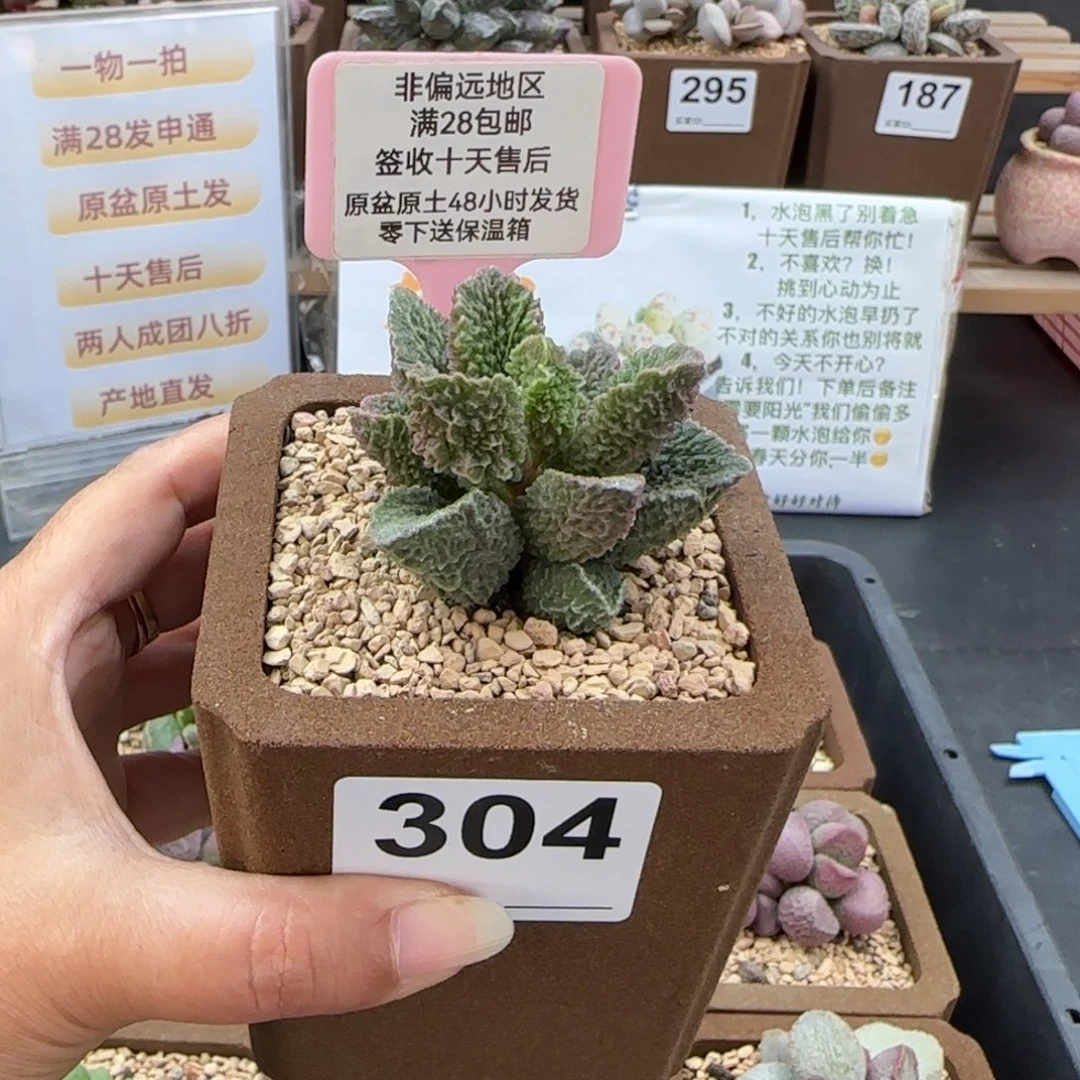 A***a304凤栖多肉的植物