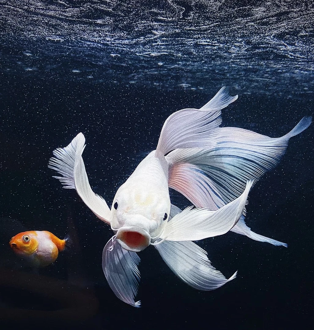 【虎虎蝴蝶鲤】18-22公分白色普身贵妃蝴蝶鲤赛级精品渔场直发