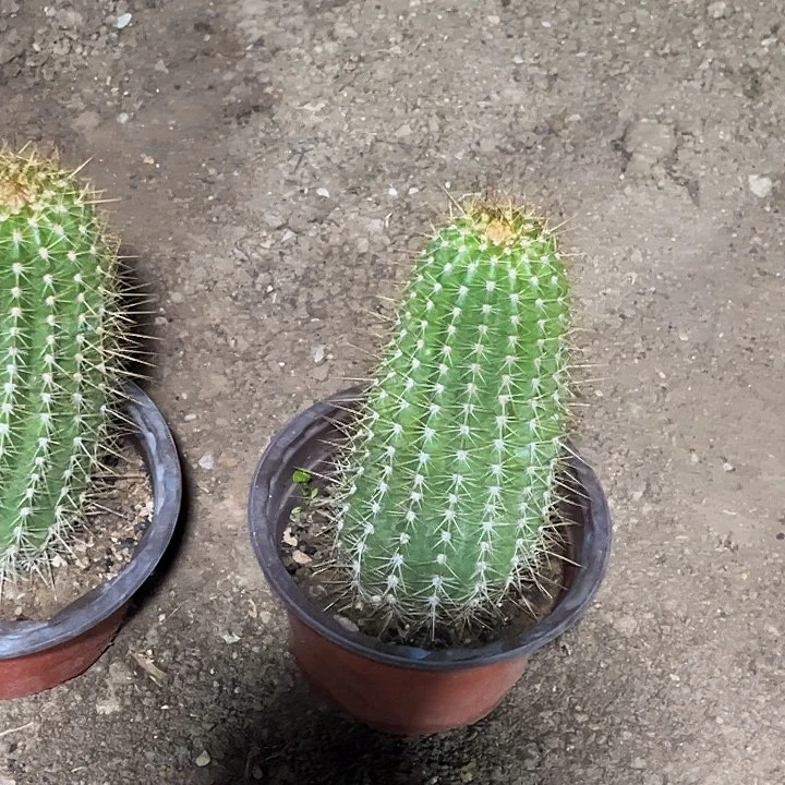 快***?黄蕾丝毛花柱一物一拍